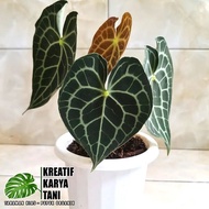 Green 🍀 Tanaman hias anthurium tarantula - Anthurium Clarinervium