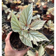 Begonia Don Miller (Small) - Beautiful and Elegant Easy Care House Plant