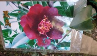 心栽花坊-黑鳥茶花/黑鳥/5吋/茶花/茶花品種/茶花苗/售價360特價300