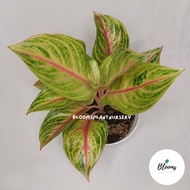 Aglaonema Red Panama / Tanaman Hias / Aglaonema / Ready