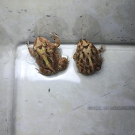PAKET MURAH KODOK PACMAN FROG - 2 BROWN