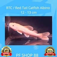 Ikan hias RTC Red Tail Catfish Albino 12 - 13 cm Top Grade
