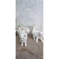 Kucing Anggora Persia Domestik
