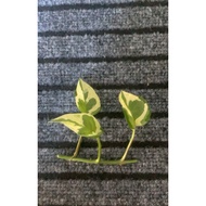 Njoy Photos Plant (cutting/keratan)