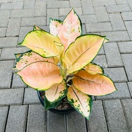 Aglaonema paket live sale Pak zaafri 