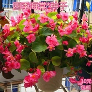 Four Seasons Begonia Flower Seeds Glass Begonia Potted Plants Easy to Grow Flower Seeds Sowing Off B