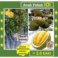 Anak Pokok DURIAN IOI  D168 101榴莲树苗 Sapling Durian IOI