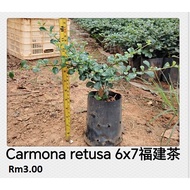 Pokok Teh Pagar / Hokkien Tea / Fukien Tea / Carmona Retusa / Bonsai Pokok Hidup Landscape