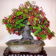10 เมล็ด เมล็ดเชอร์รี (Cherry) Cherry Bonsai tree Seeds ของแท้ 100% อัตราการงอกสูง 70-80% มีคู่มือปลูก ปลูกในกระถางได้