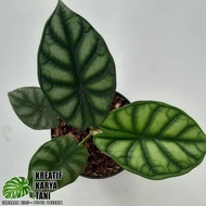 restock Tanaman hias alocasia dragon scale - Alocasia dragon scale