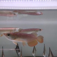 Ikan Arwana Golden Red 15-16Cm #Gratisongkir
