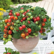 Red dwarf cherry tomato seeds 30 seeds