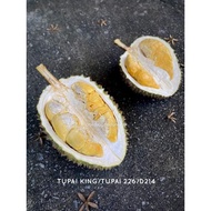 Pokok Durian Rare Tupai King💥💥💥