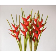 Fresh Heliconia Flower - Fresh Flowers Arrangement Online Flower Delivery Flower Decoration