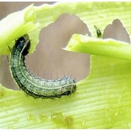 Insektisida Akarisida Marshal 200 Ec 500Ml Pembasmi Hama Kutu Ulat Termurah Ready Terbaik