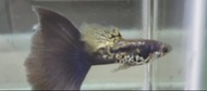 BUY 1 PAIR FREE 1 PAIR Galaxy Black Tail 1pair guppy fish live fish