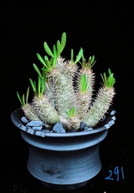 (291) 伊洛棒槌樹　Pachypodium inopinatum / 塊根植物 Caudex / 另售象牙宮、龜甲龍、索馬里葡萄甕、念珠橄欖/ 多肉植物