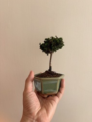 日本石化檜$380（體驗價）