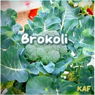 Biji benih Brokoli, Broccoli seed 20 pcs
