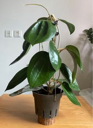 Hoya Latifolia 大葉品種毬蘭