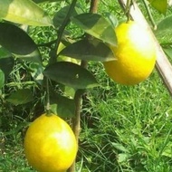 Bibit Jeruk Lemon California / Lemon Jumbo / Lemon Amerika