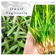 Dwarf Sagittaria Aquatic Plant (7 Bulb)