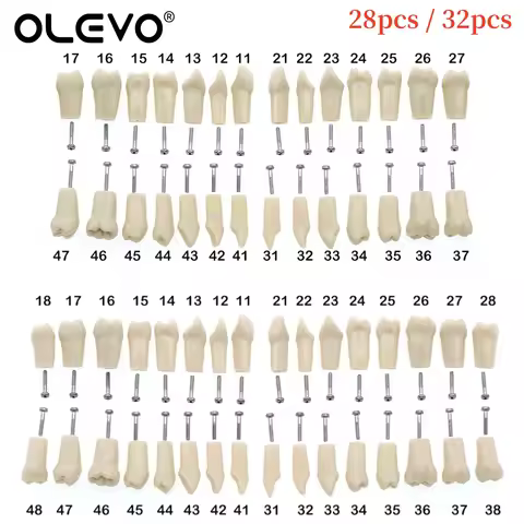 Dental Typodont Teeth Model Removable Individual Screw-in Resin Denture Practice Tooth for Nissin De