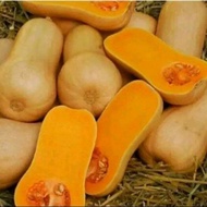 PROMO BENIH LABU WALUH MADU SUPER 200 BIJI TERLARIS DAN TERMURAH
