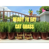 Sedia Dimakan Pasu Rumput Kucing Cat grass Siap Tumbuh makanan kucing organic cat food treats  ready