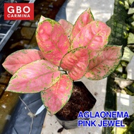 Aglaonema - Pink Jewel | Live Plant | Aglao (NO POT)