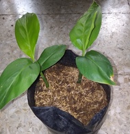 Bibit Tanaman Lengkuas Bibit Lengkuas Bibit Laos Merah