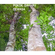 daun pokok gaharu kering