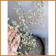 Variegated!w#African-i:Talisay?Dg*Live~xr*outdoor~PP*garden~fr*decor zZ+un+in seed ling bag