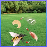 [Flameer2] Life Cycle of Bee Toy Cognitive Animal Growth Cycle Figure Birthday Gift