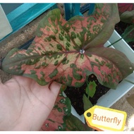 Anak pokok keladi butterfly/rama rama