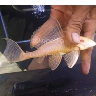 gibicep mentega albino L083 pleco