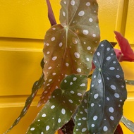H2O - Begonia Maculata 鳟鱼秋海棠 Live Plant