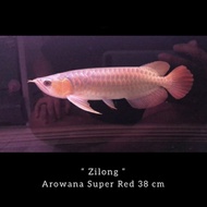 ikan Arwana Super Red ( 38 ) cm