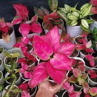 aglaonema red anjamani