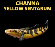 Channa Maru - Yellow Sentarum 6/7inci