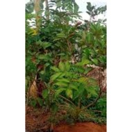 anak Pokok rambutan kerak nyor