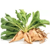 beet sugar beet white seeds Beta vulgaris subsp. vulgaris convar.