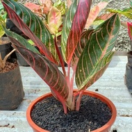 BIG SALE tanaman aglonema red sumatra - aglaonema red sumatra - pusat