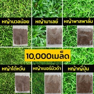 10000+ เมล็ดพันธุ์ เมล็ดหญ้า เมล็ด หญ้าเบอร์มิวด้า หญ้าญี่ปุ่น หญ้านวลน้อย หญ้ามาเลเซีย หญ้ามาเล หญ้าพาสพาลั่ม หญ้าไต้หวัน หญ้าปูสนาม +