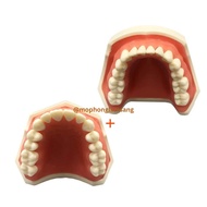 Dental jaw model, removable teeth, 14 half-jaw type
