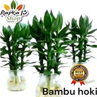 ￼BAMBU HOKI JUMBO LANGKA IMPOR BAMBU HOKI BESAR GEMUK Termurah