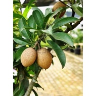 daun ciku /ciku leaves or sapodilla leaves