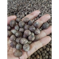 10pieces bayleaf seeds