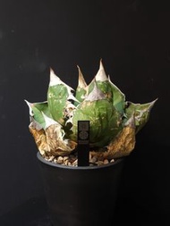 Agave oteroi (FO-076)