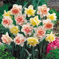 Narcissus Planting Ball Potted Hydroponics Indoor Four Seasons Aquatic Flowers Narcissus Plant Hyaci